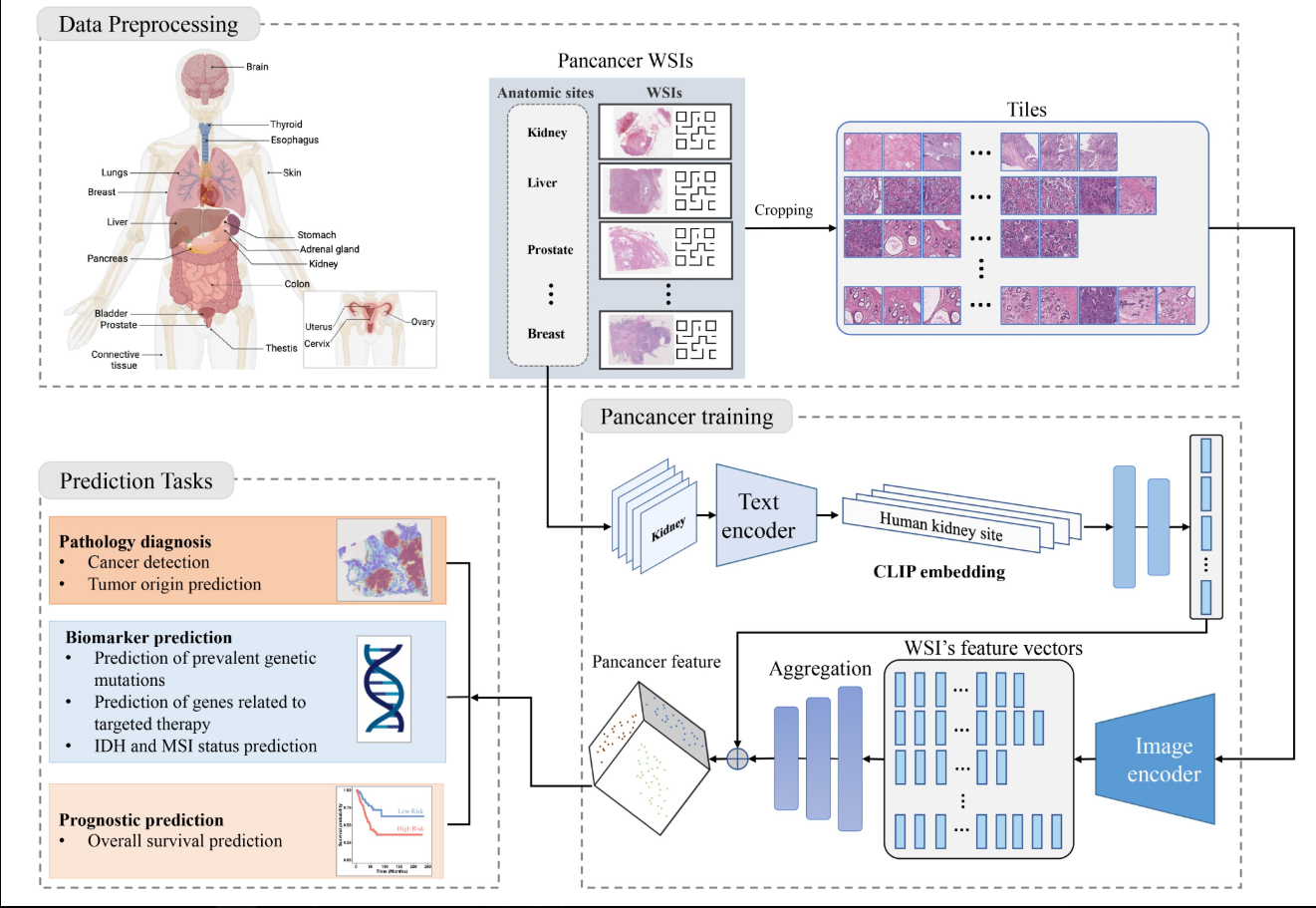 image-20241129165114893
